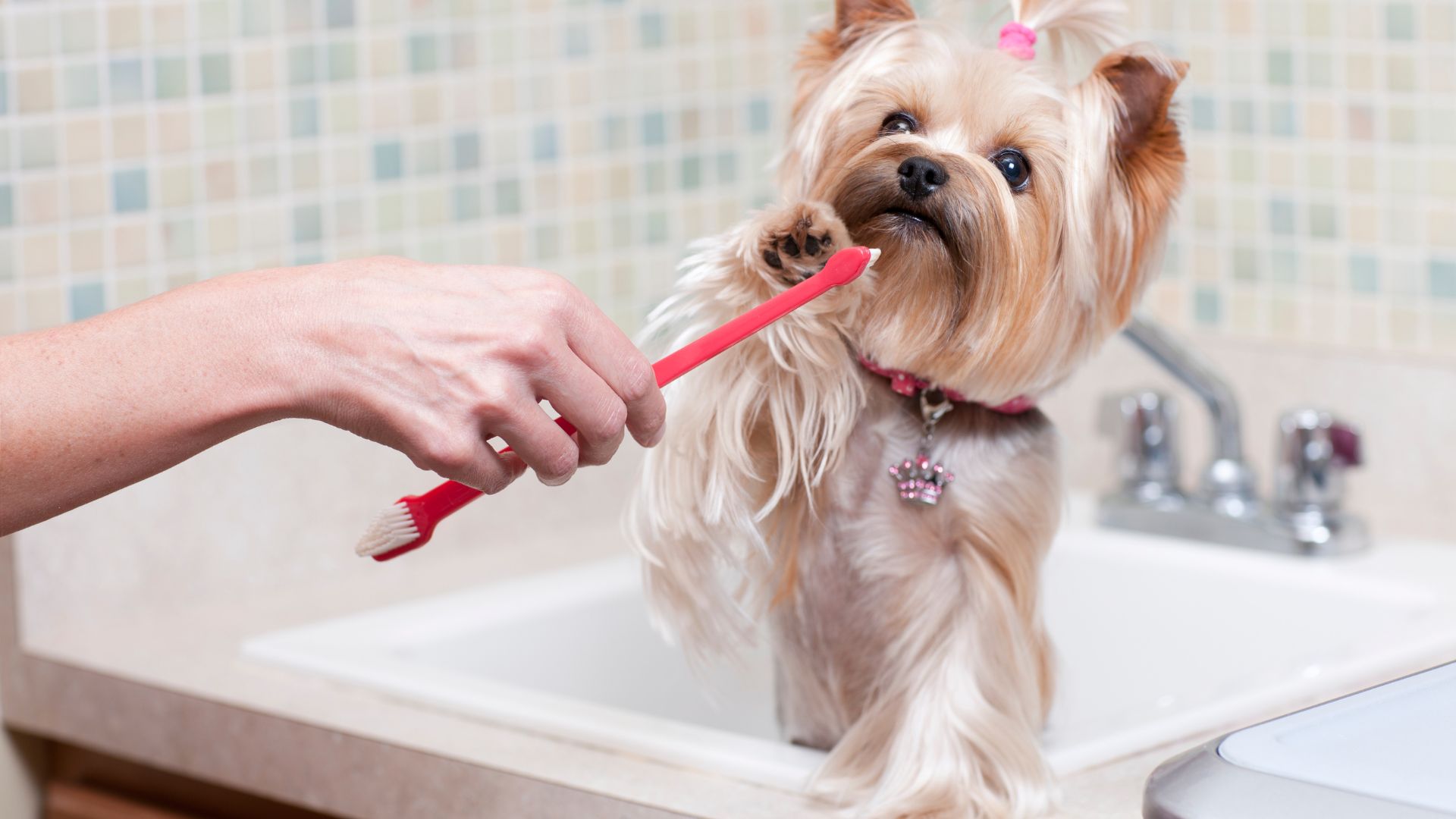 How To Clean Your Pets Teeth