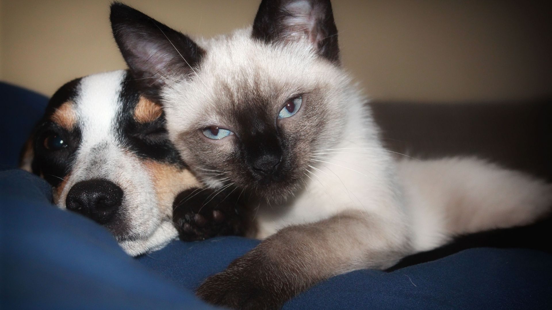 Does Your Pet Get Anxious At Halloween