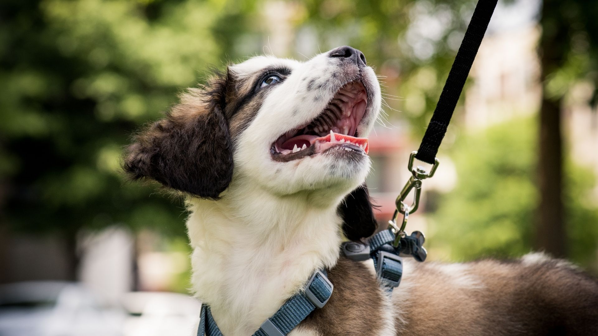 How To Lead Train Your Dog