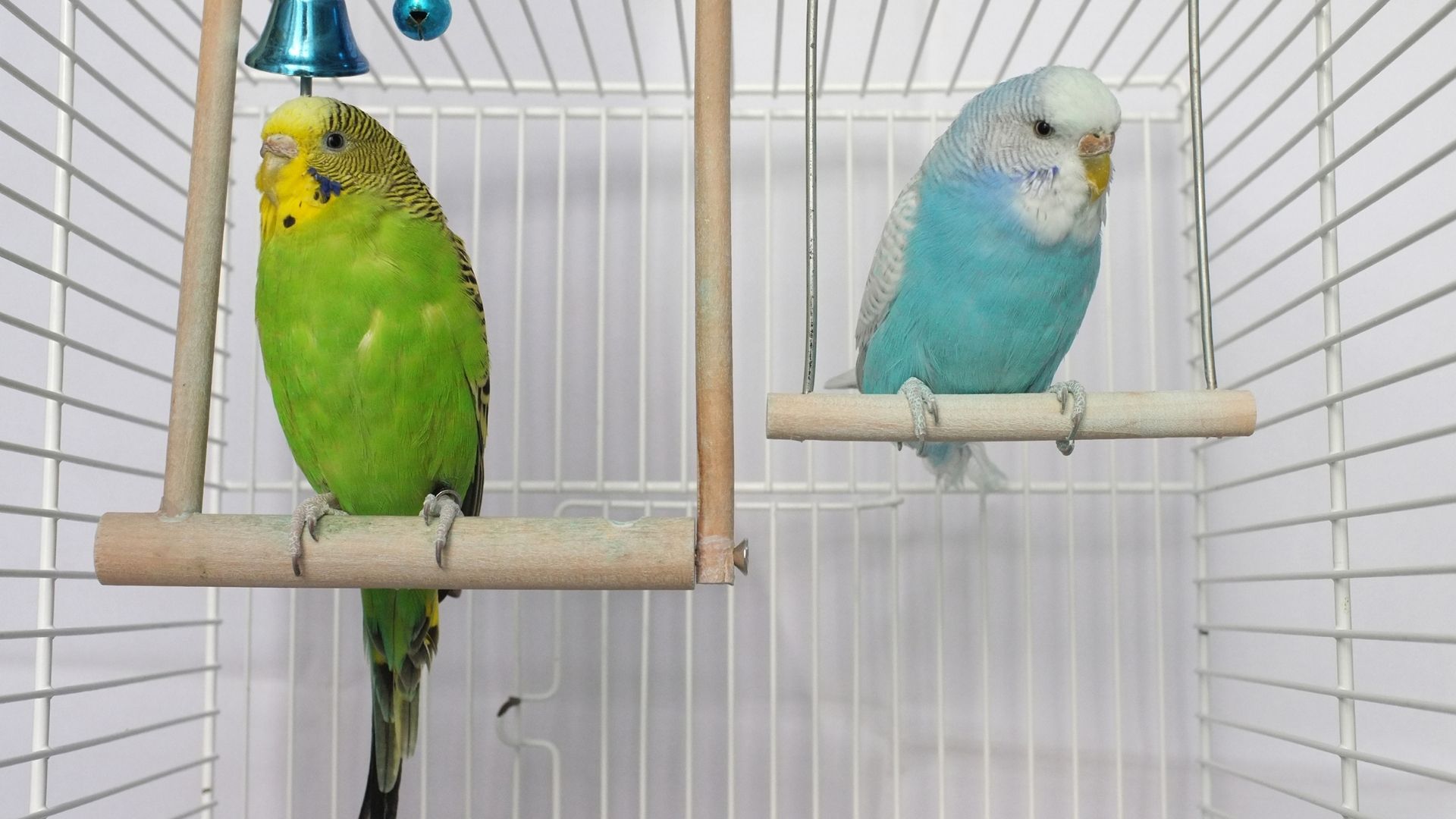 Picking The Perfect Bird Cage