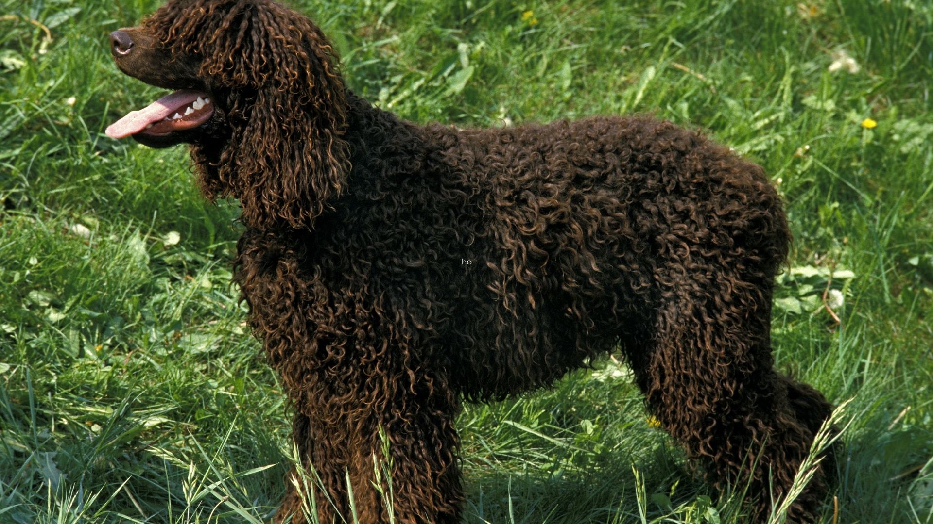 Irish Water Spaniel Dog Breed