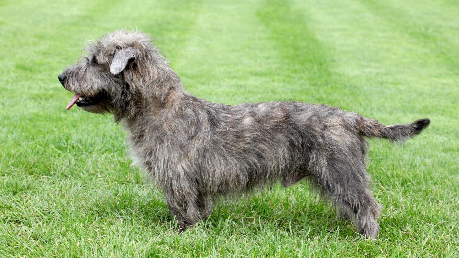 Glen of Imaal Terrier Irish Dog Breed