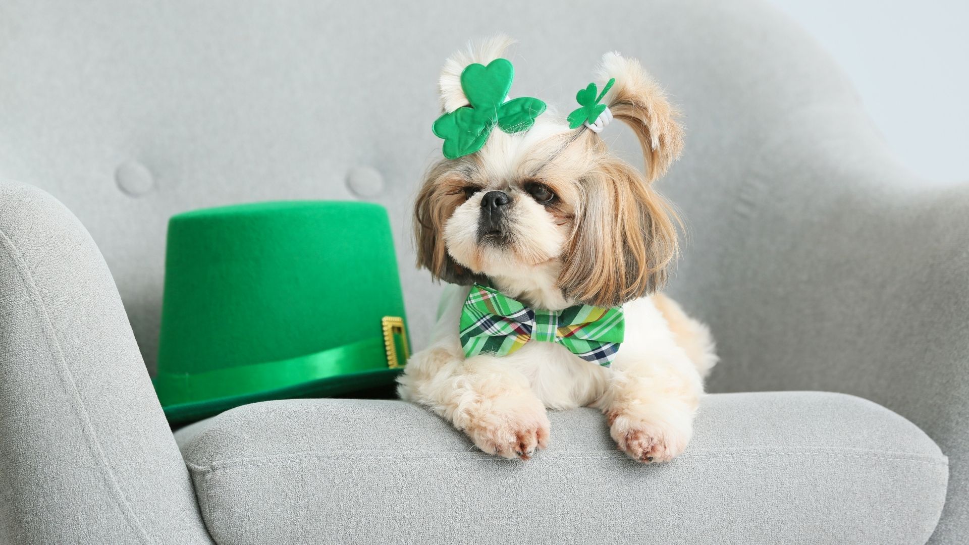 St Patricks Day Irish Dog Breeds