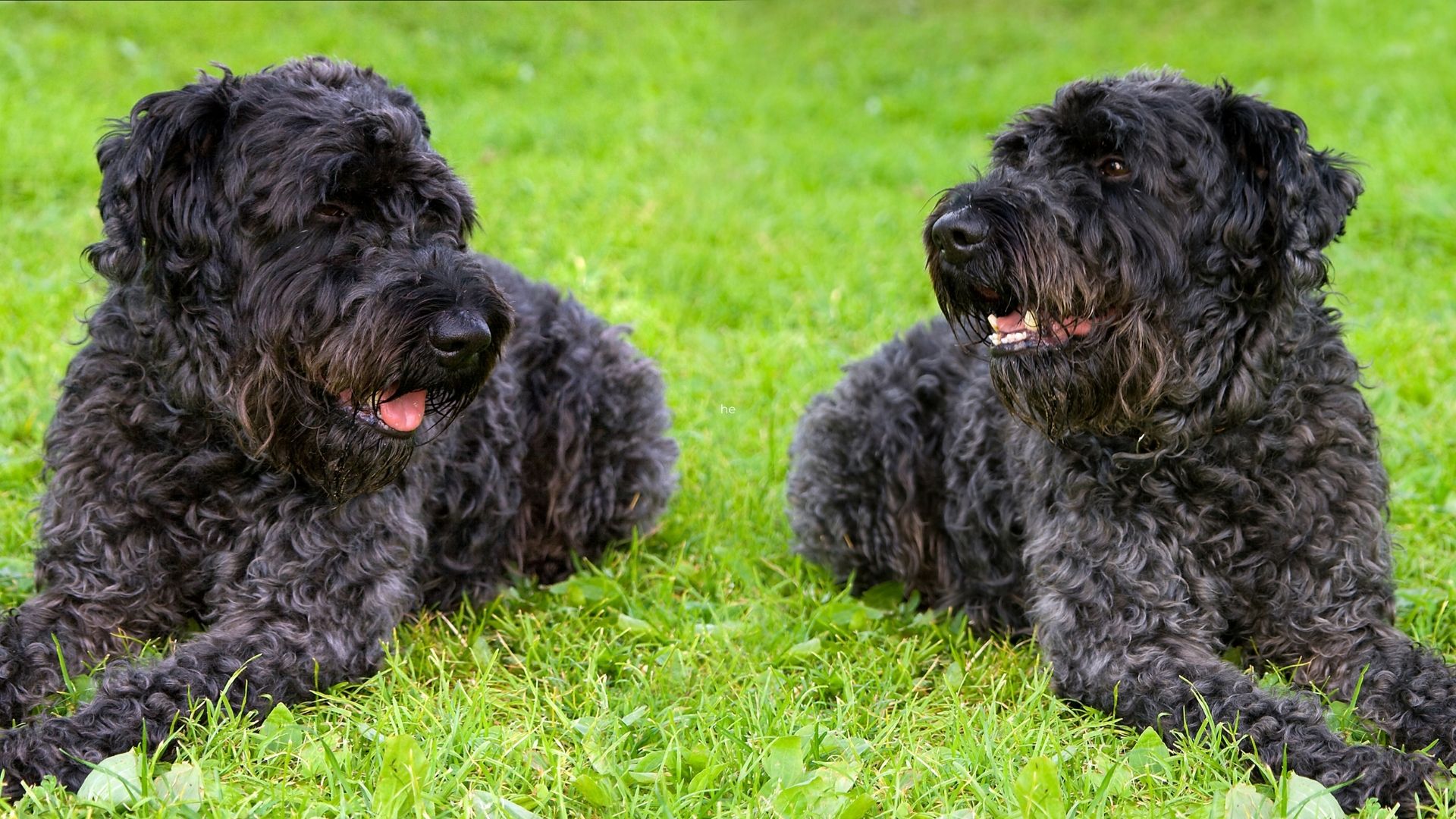 The Kerry Blue Terrier Irish Dog Breed