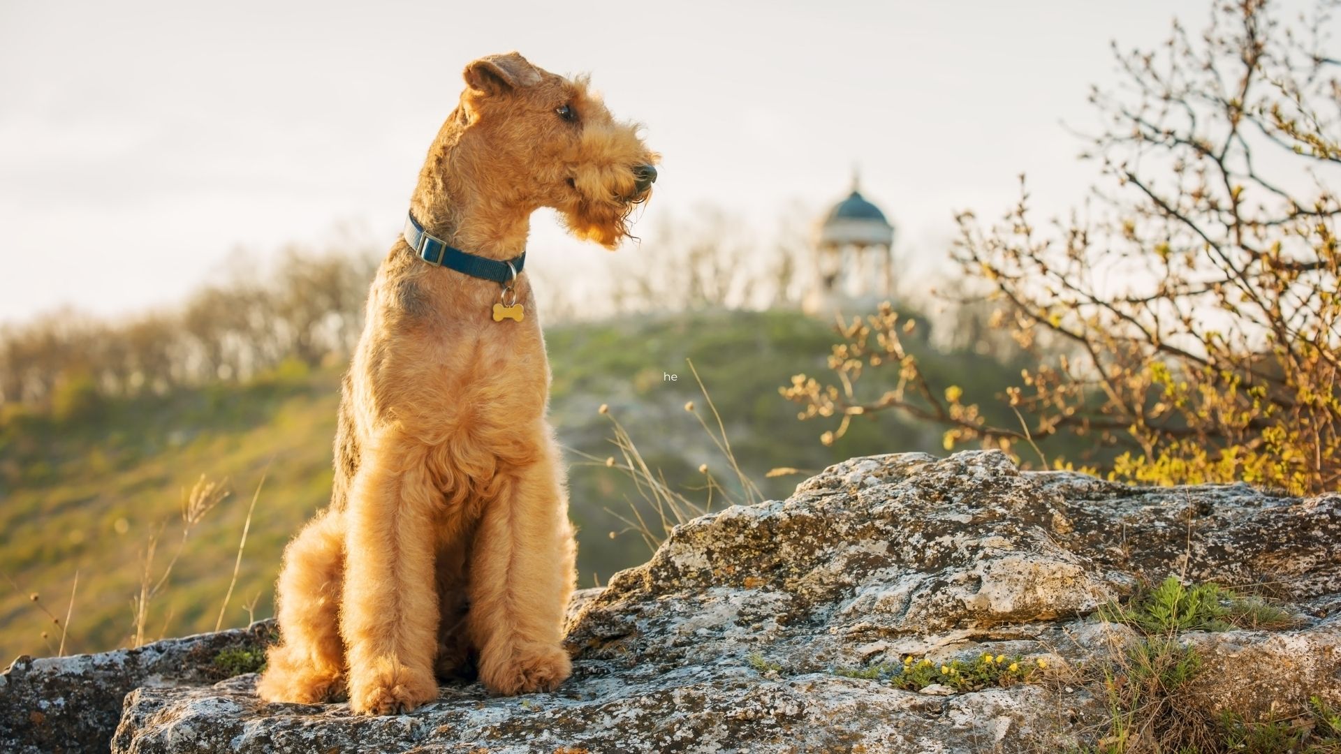 Irish Terrier Irish Dog Breed