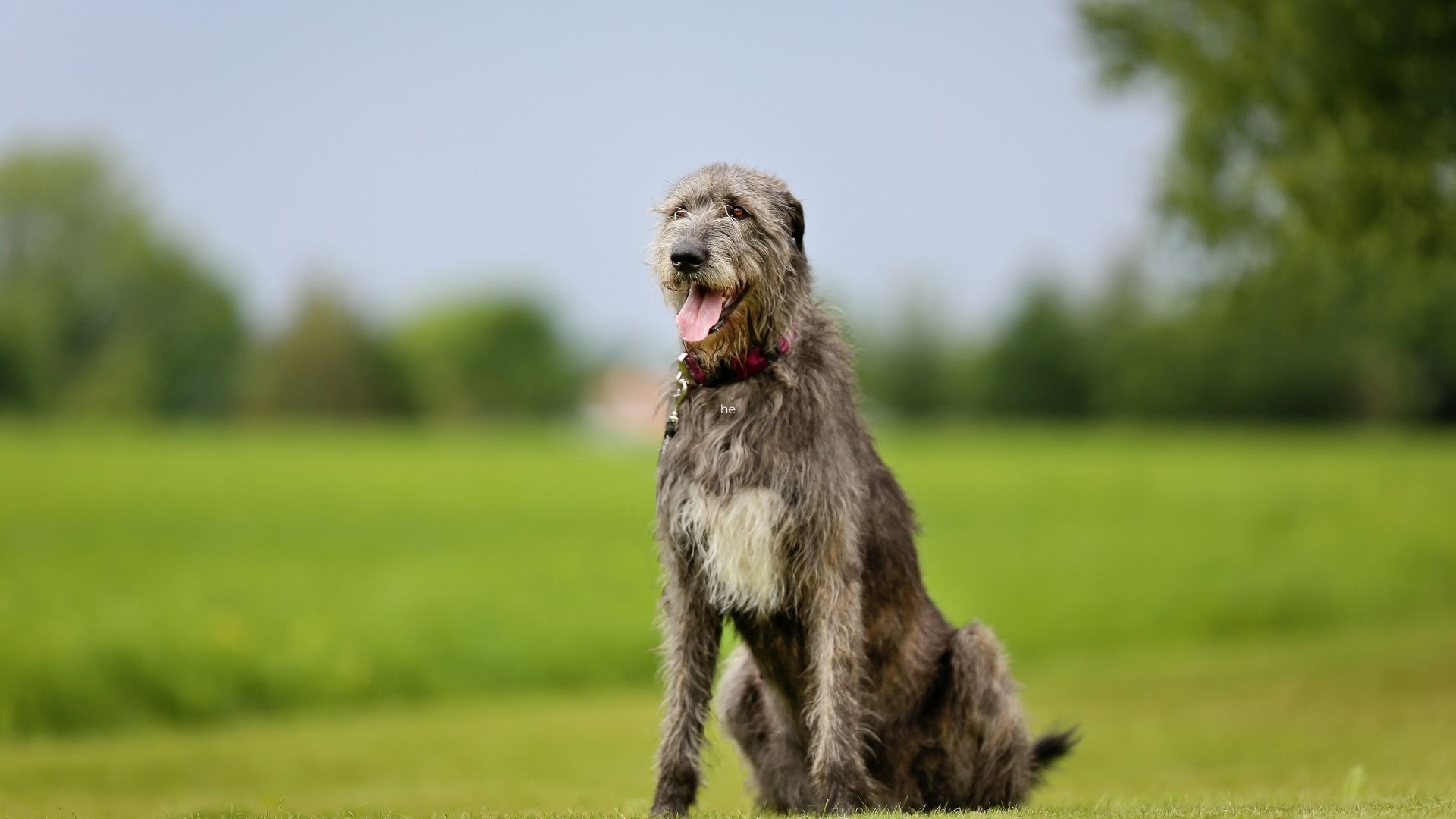 Irish Wolfhound Dog Breed