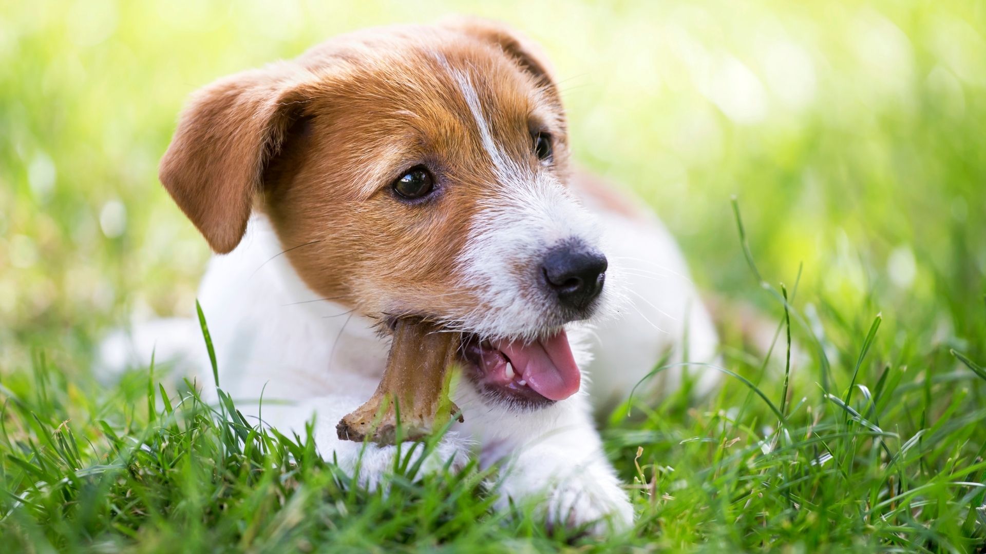 Solutions To Why Your Puppy Is Chewing Everything