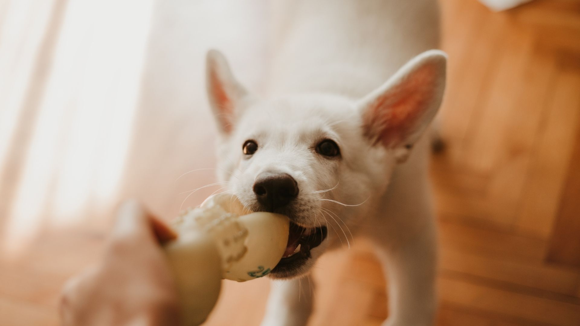 Solutions, Tips And Tricks To Prevent Your Puppy From Chewing Everything