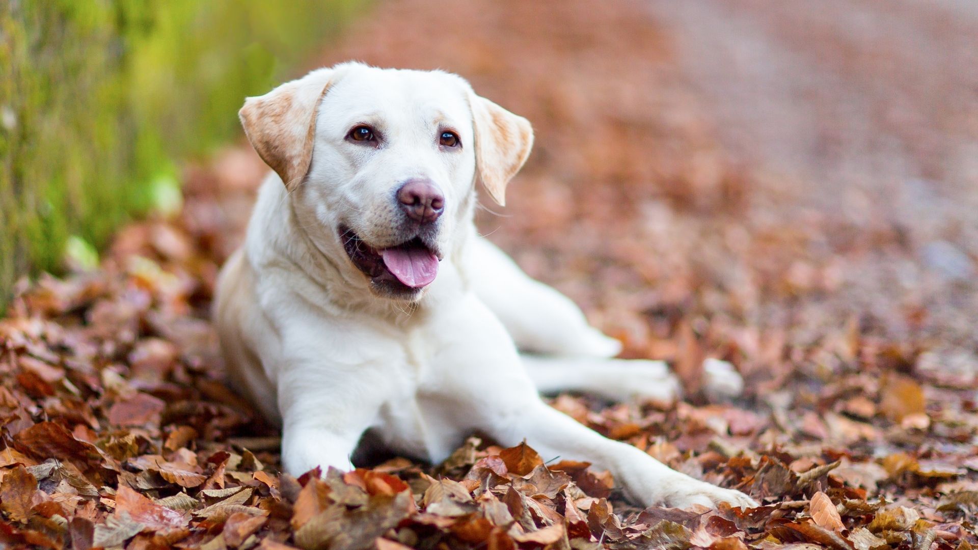 Autism Assistance Dogs Ireland: Poppy’s Story Blog Pet World Direct