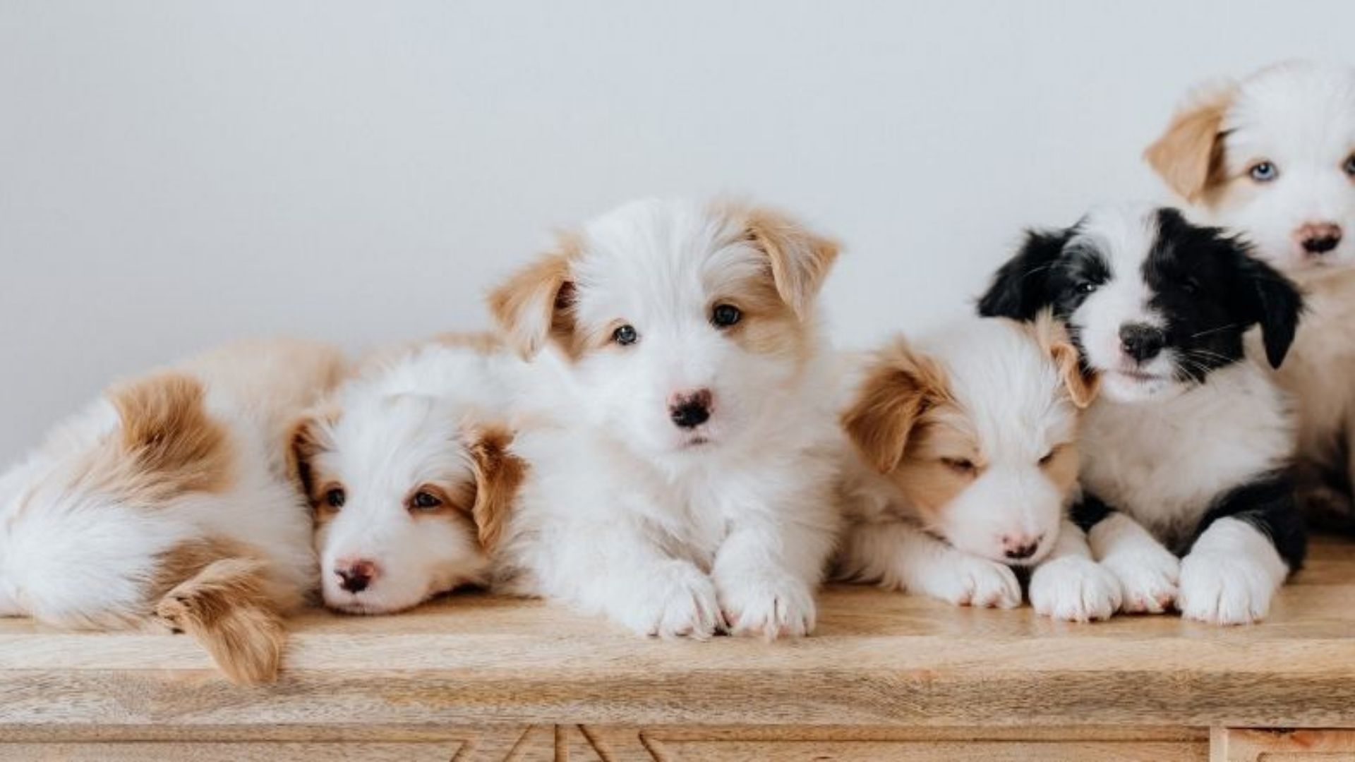 New Puppy Checklist