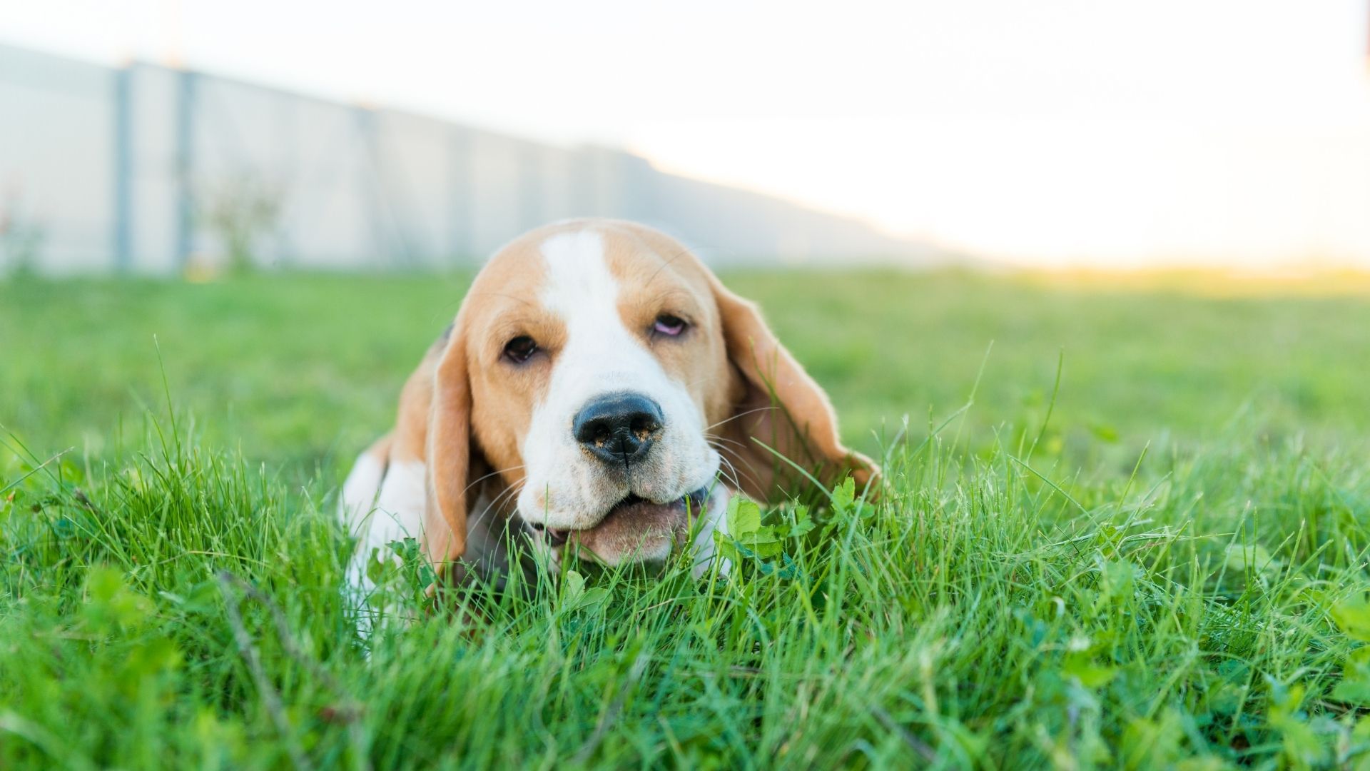 House Training A Puppy