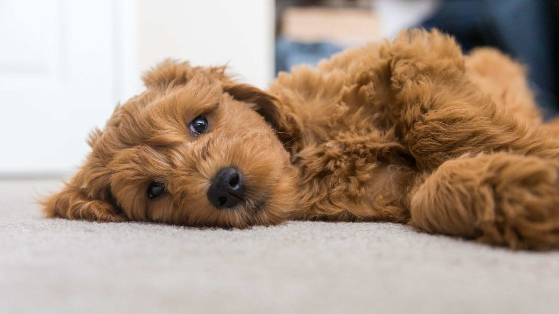 How To Crate Train Your Puppy