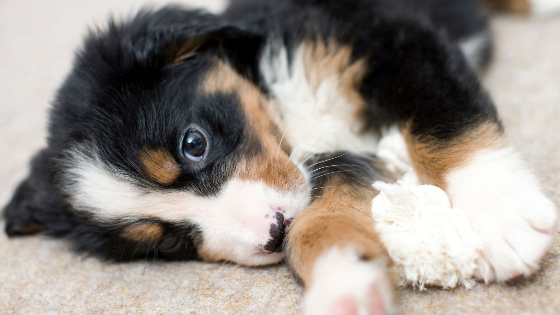 Learn more about Puppy Devopment