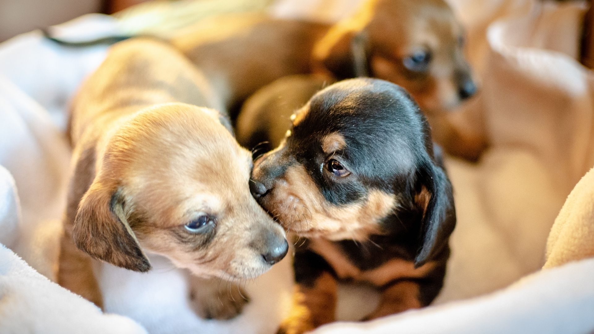 How To Toilet Train a New Puppy