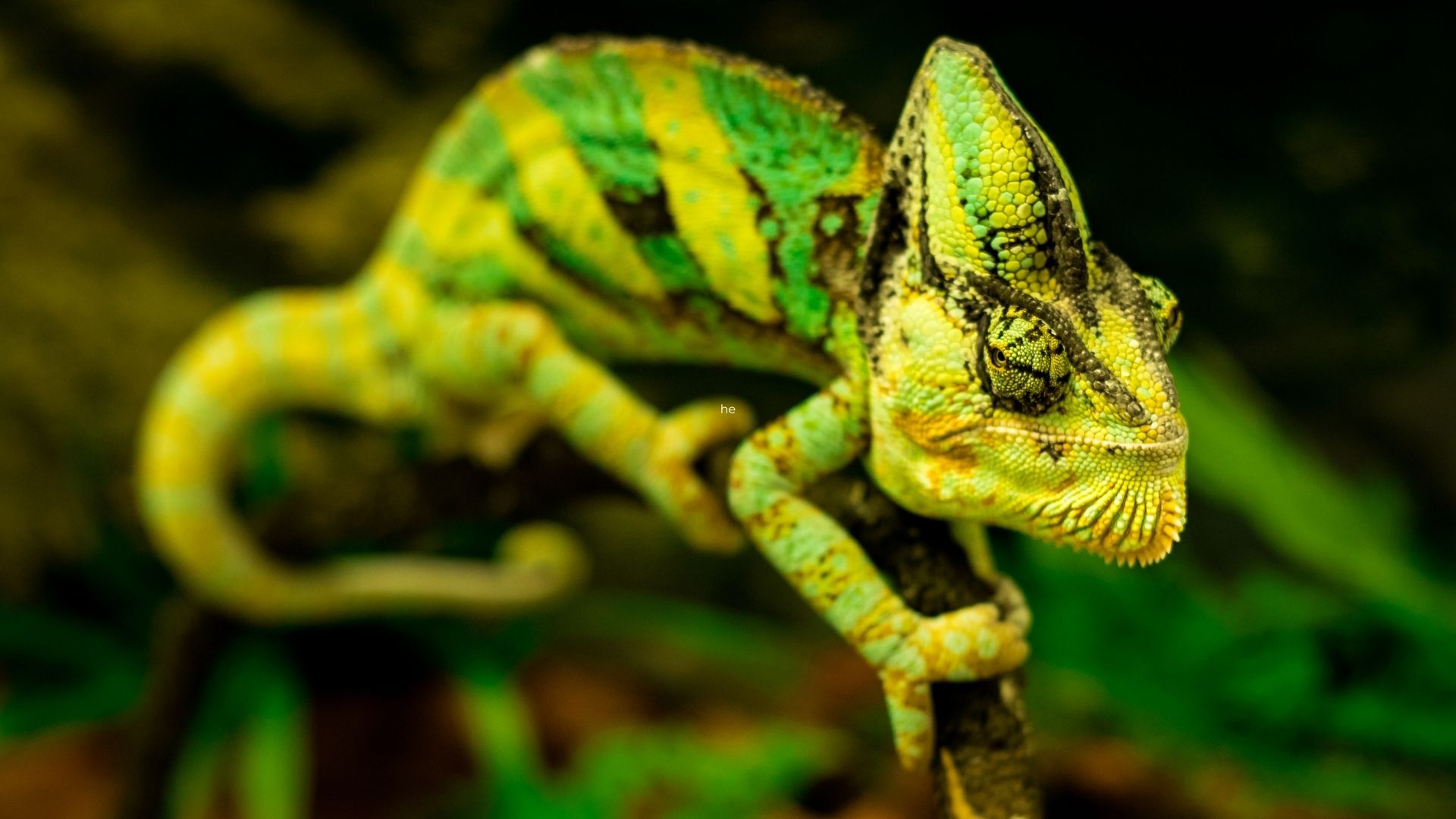 Top Tips On Reptile Care
