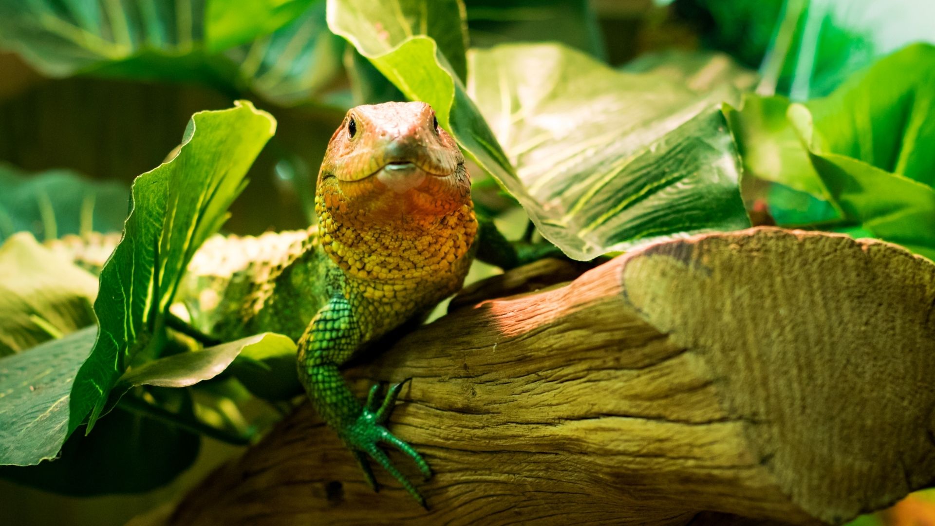 Easy Guide To Reptile Care