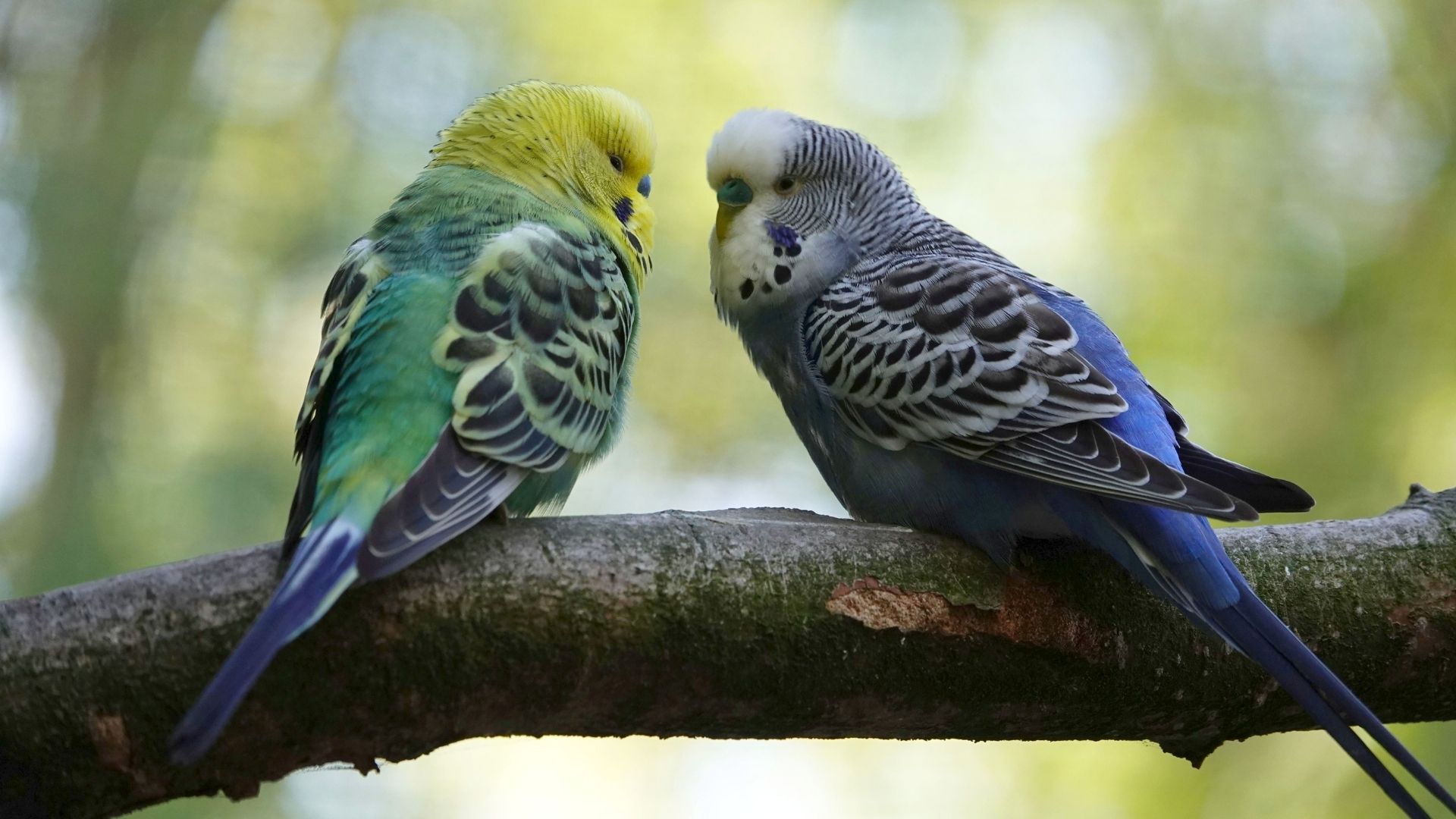 Signs of  a healthy budgie