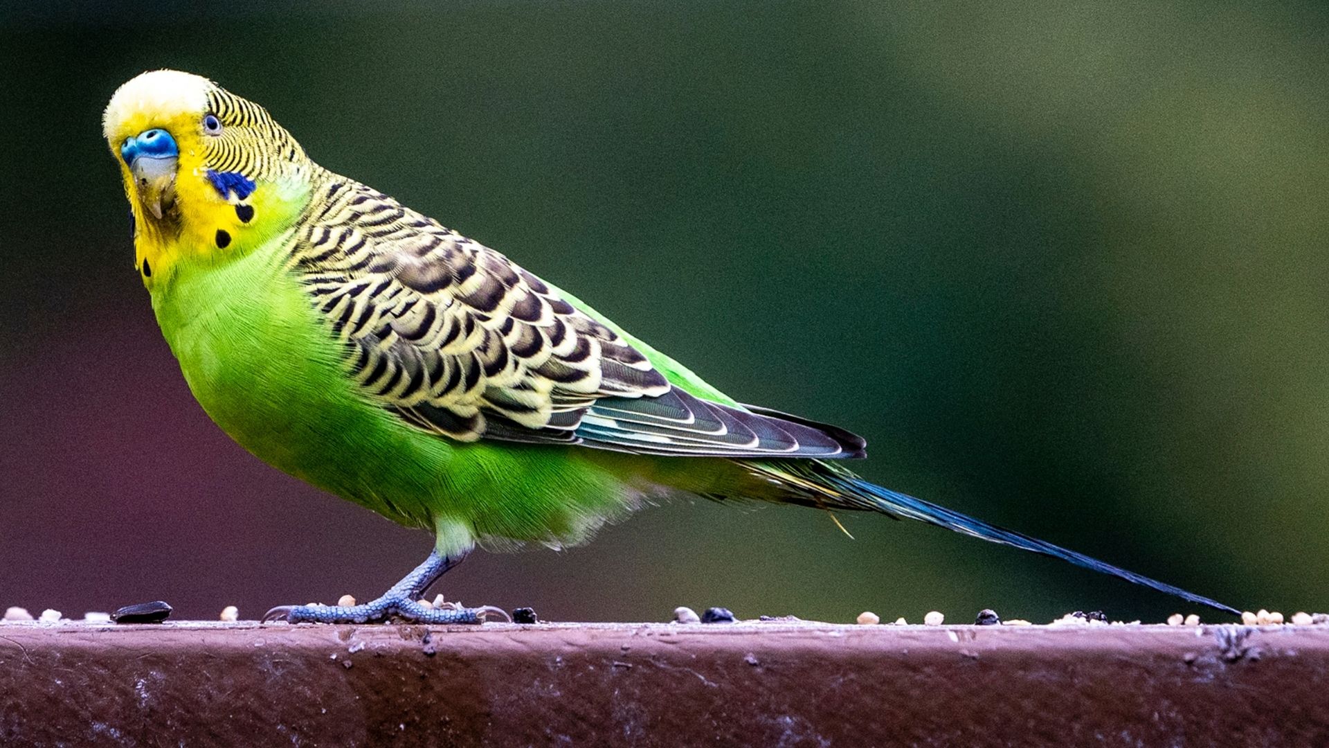 Pet Expert Advice On The Health Of Your Budgie