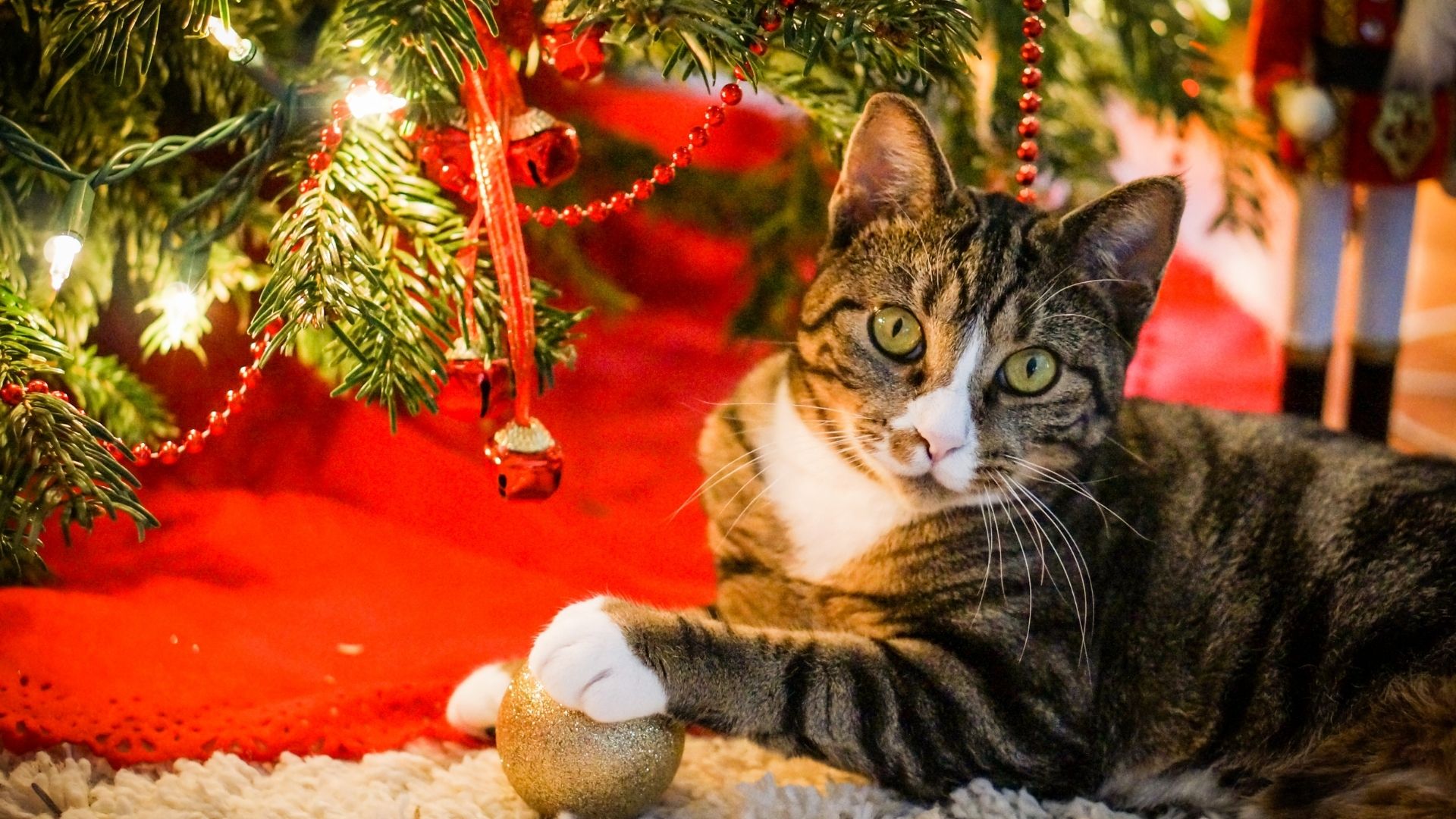 Stop Cat Playing with Christmas Tree Blog Pet World Direct