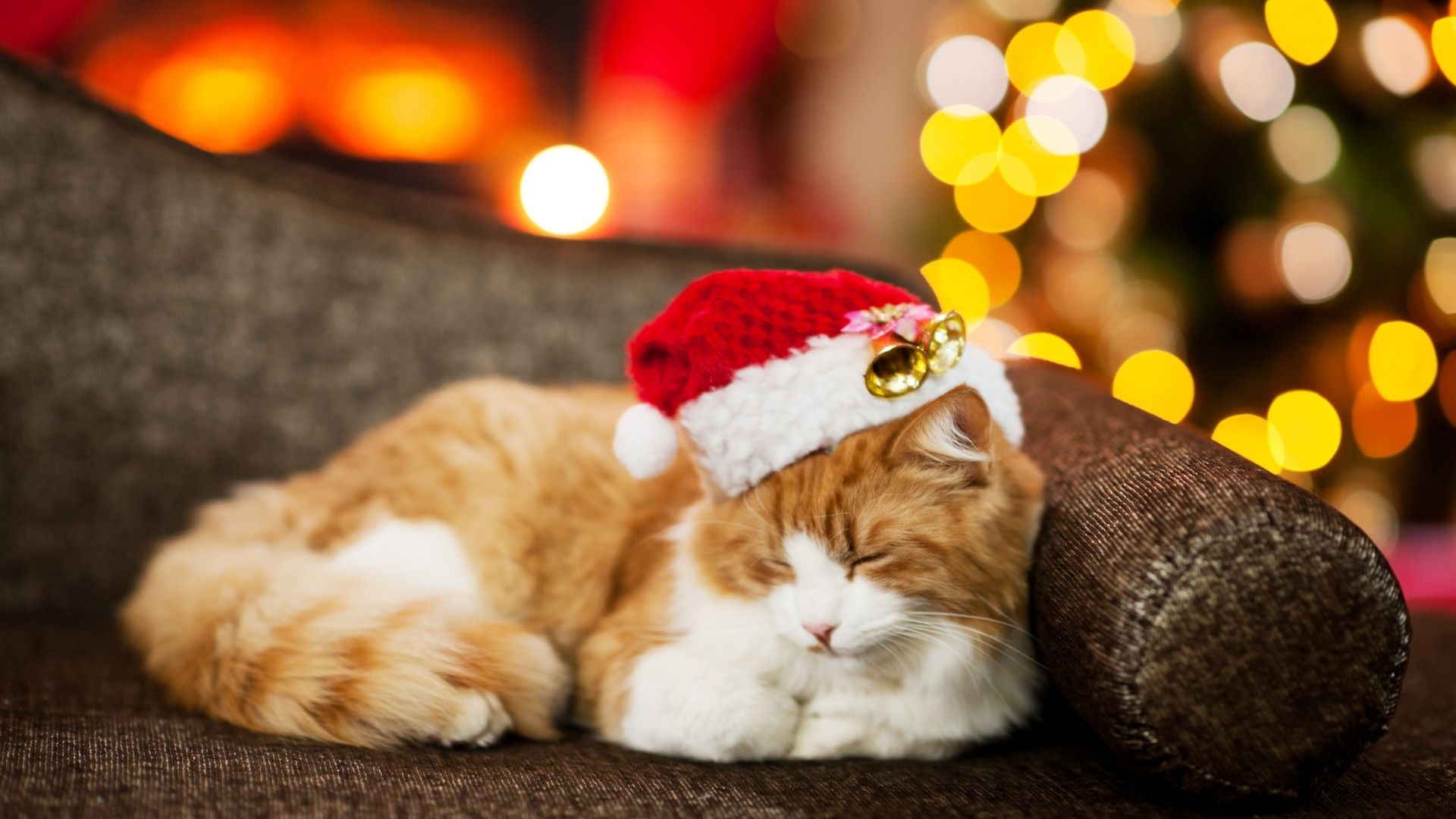 Top Tips On How To Get Your Cat To Stop Playing With The Christmas Tree