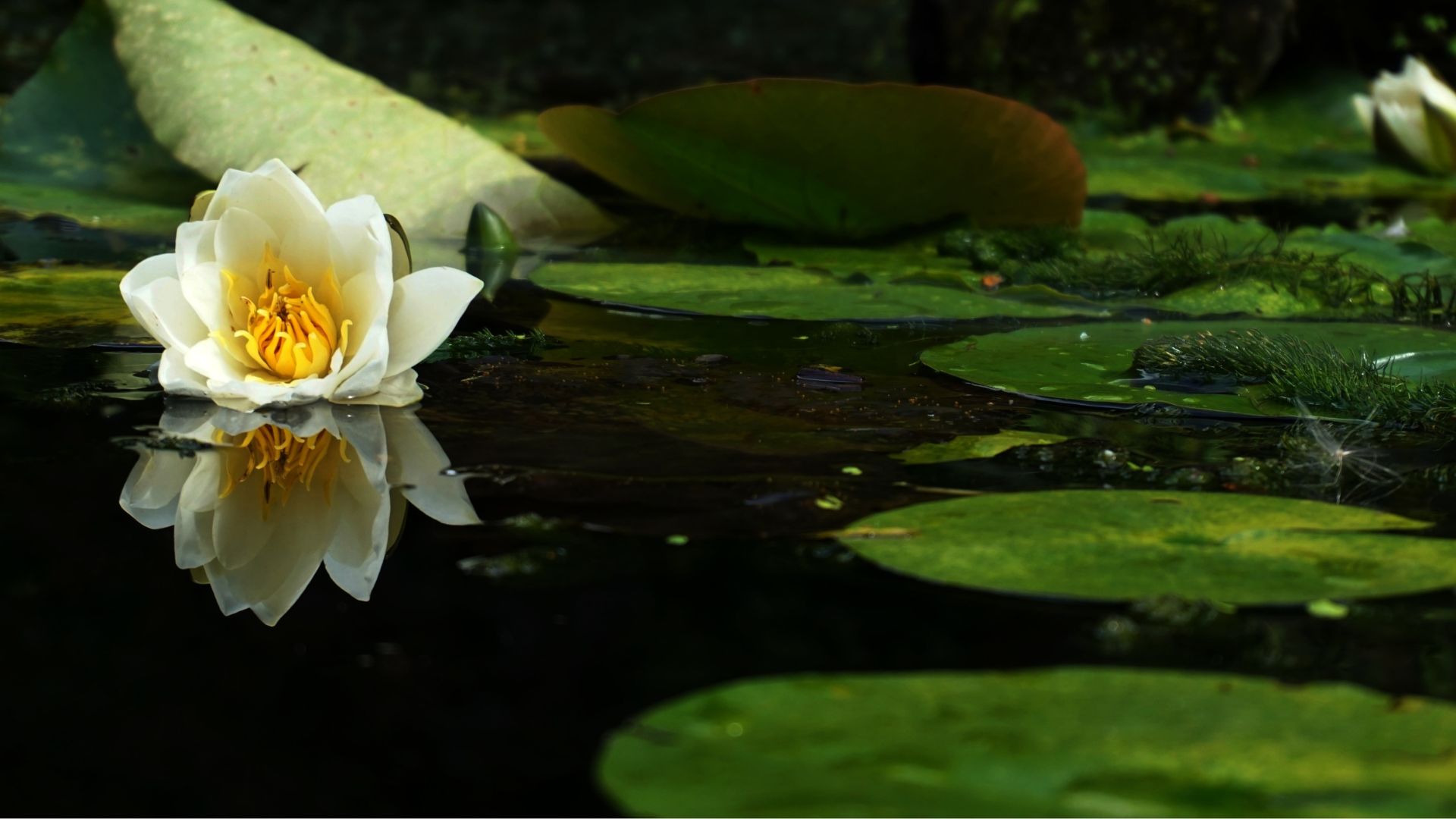 Summer Pond Care