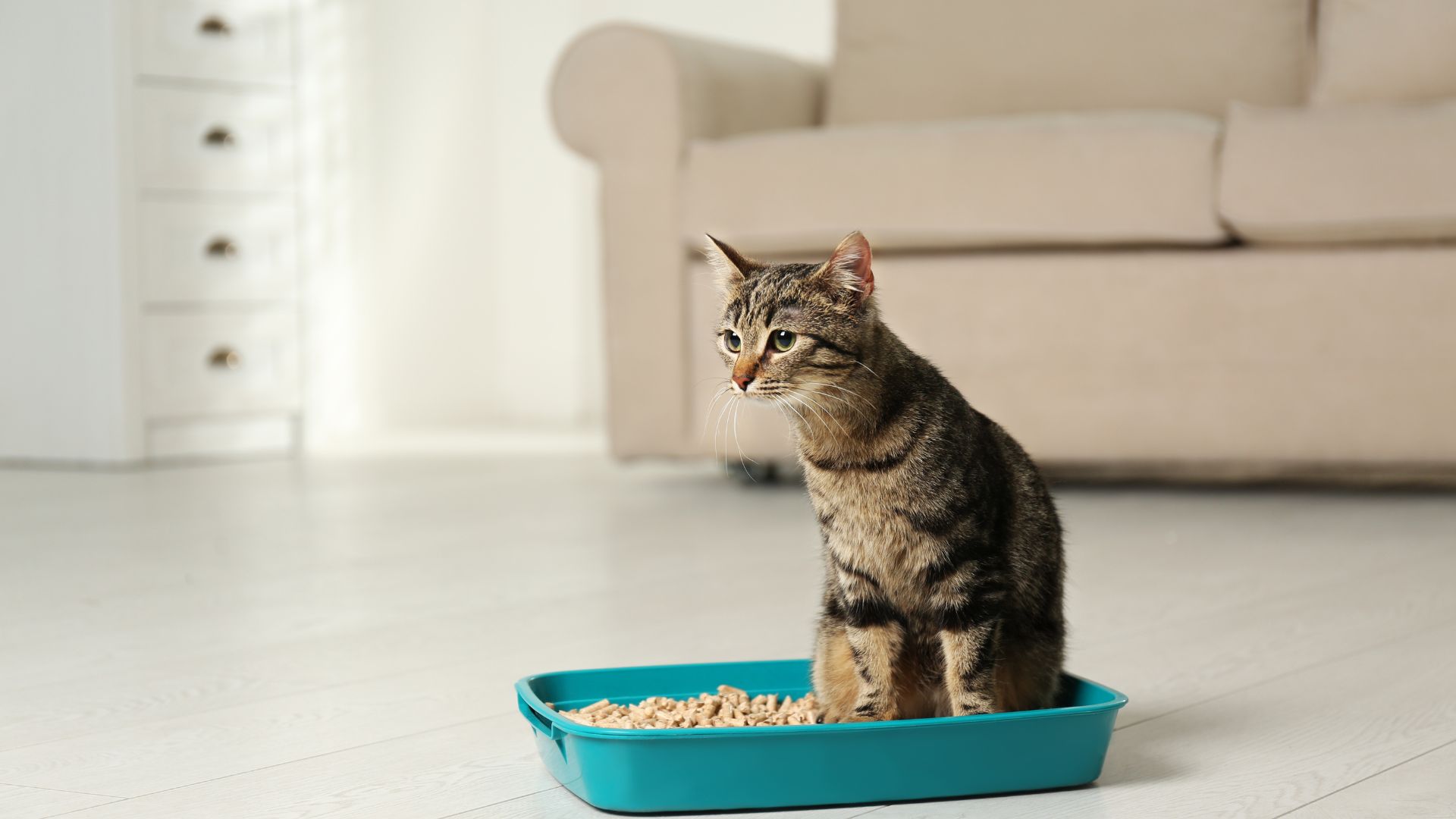 The Lowdown On Cat Litter - Petworlddirect