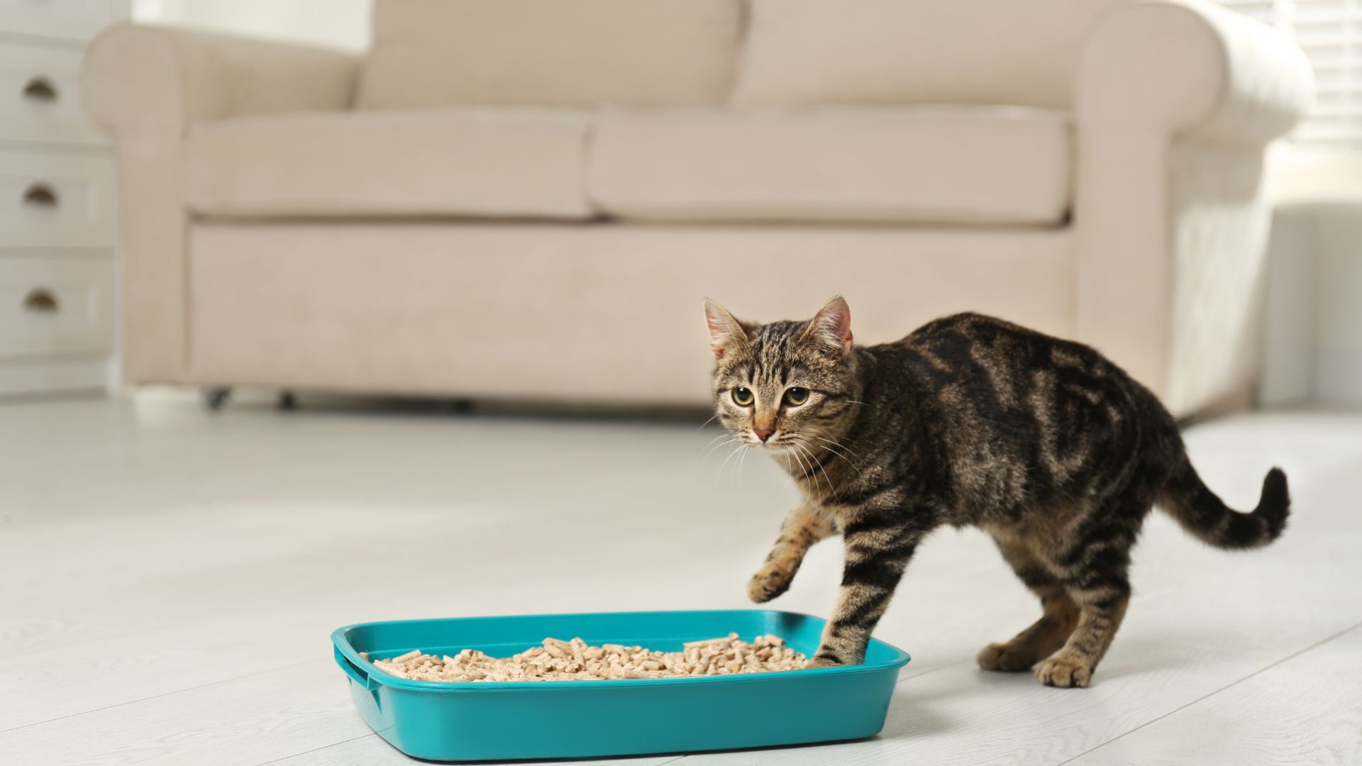 Guide To Choosing The Right Cat Litter