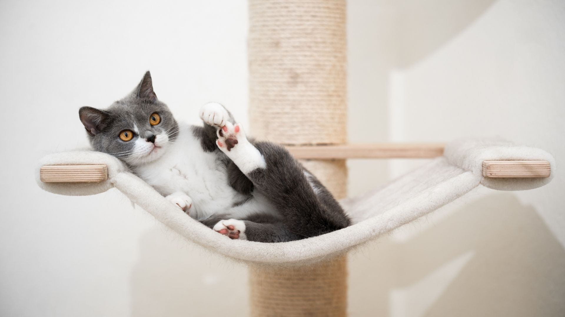 Why Toys & Scratching Posts Important For Your Cat