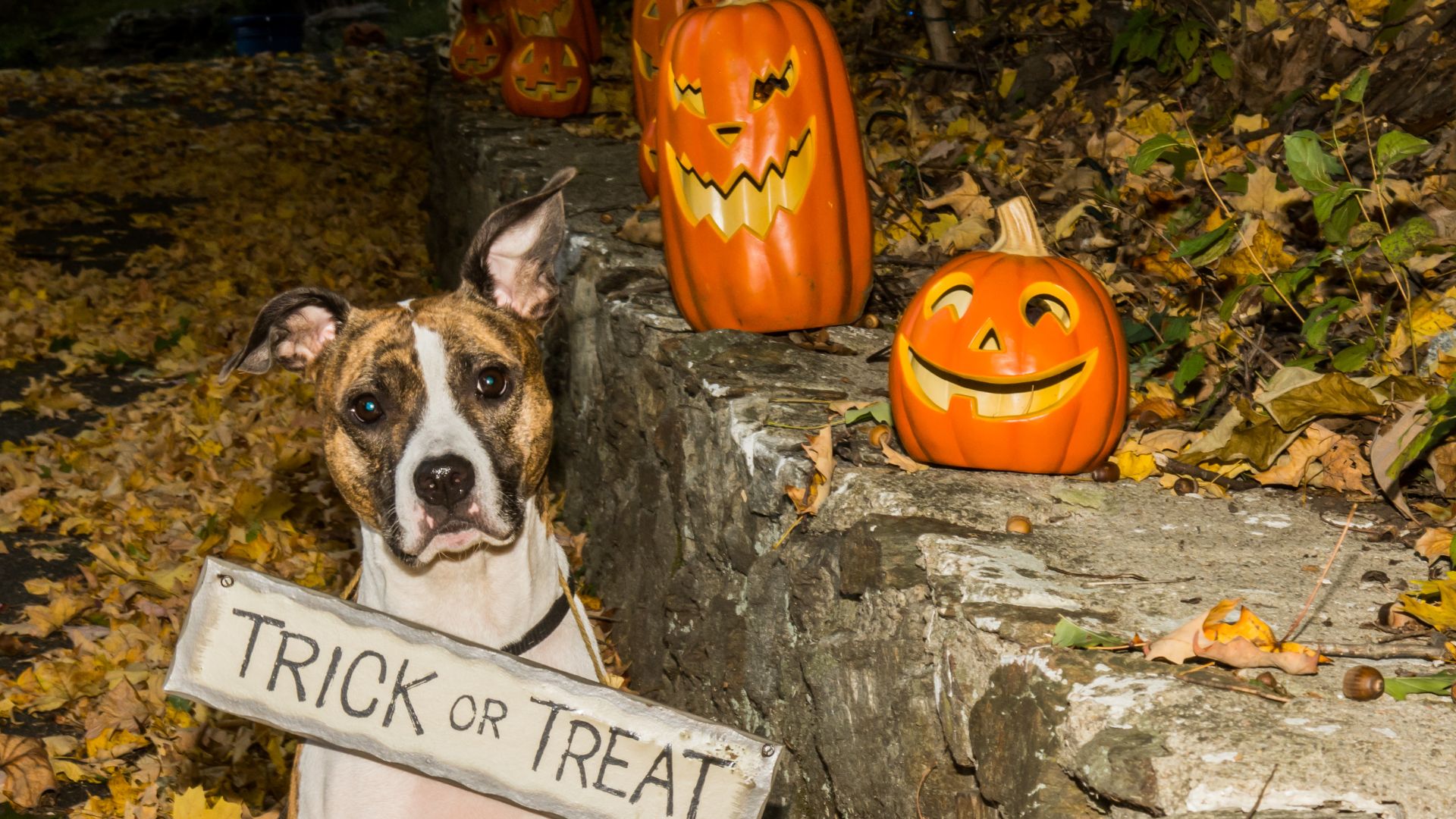 Treat Your Dog This Halloween