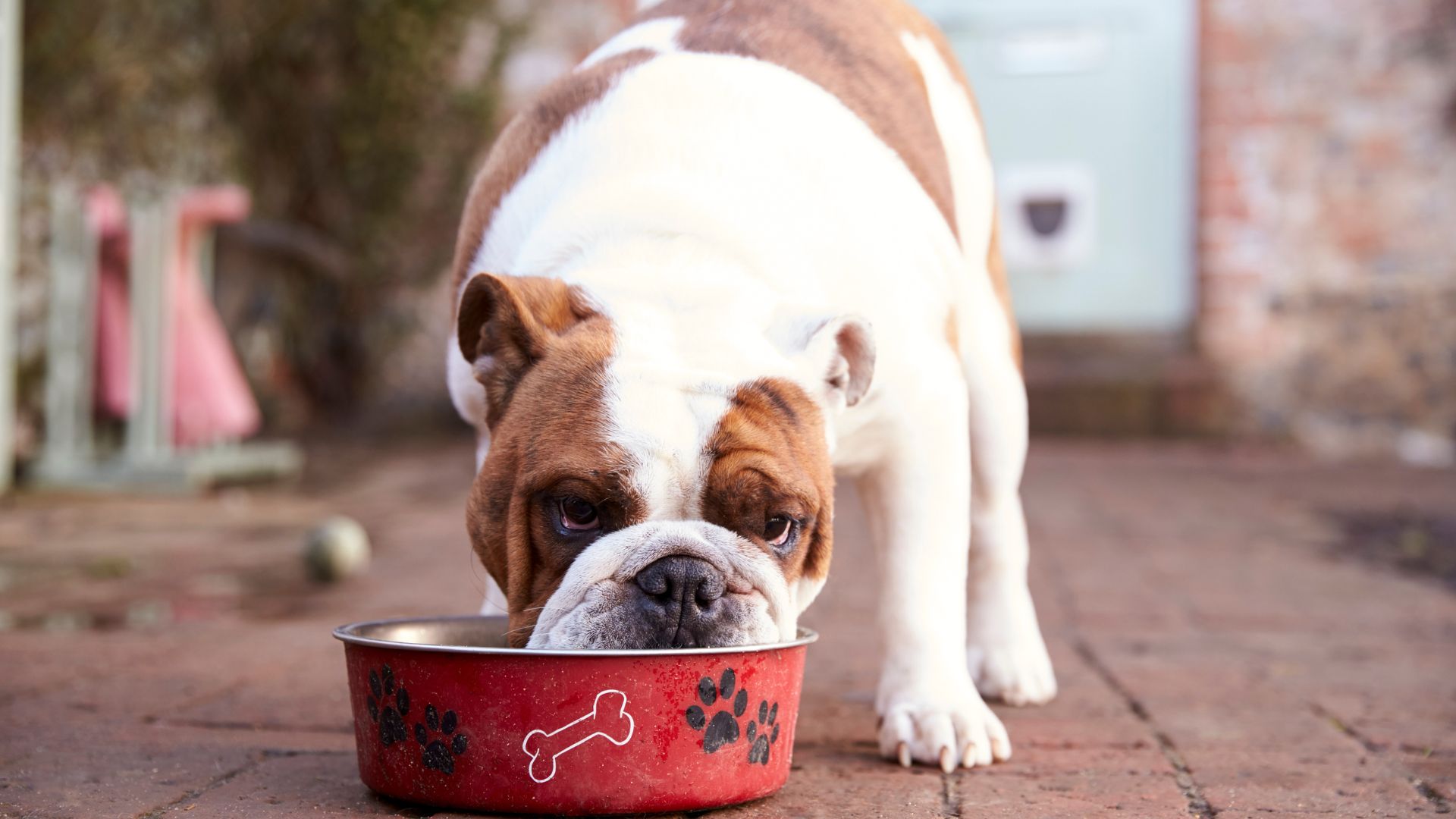 Need Help Choosing A Dog Bowl?