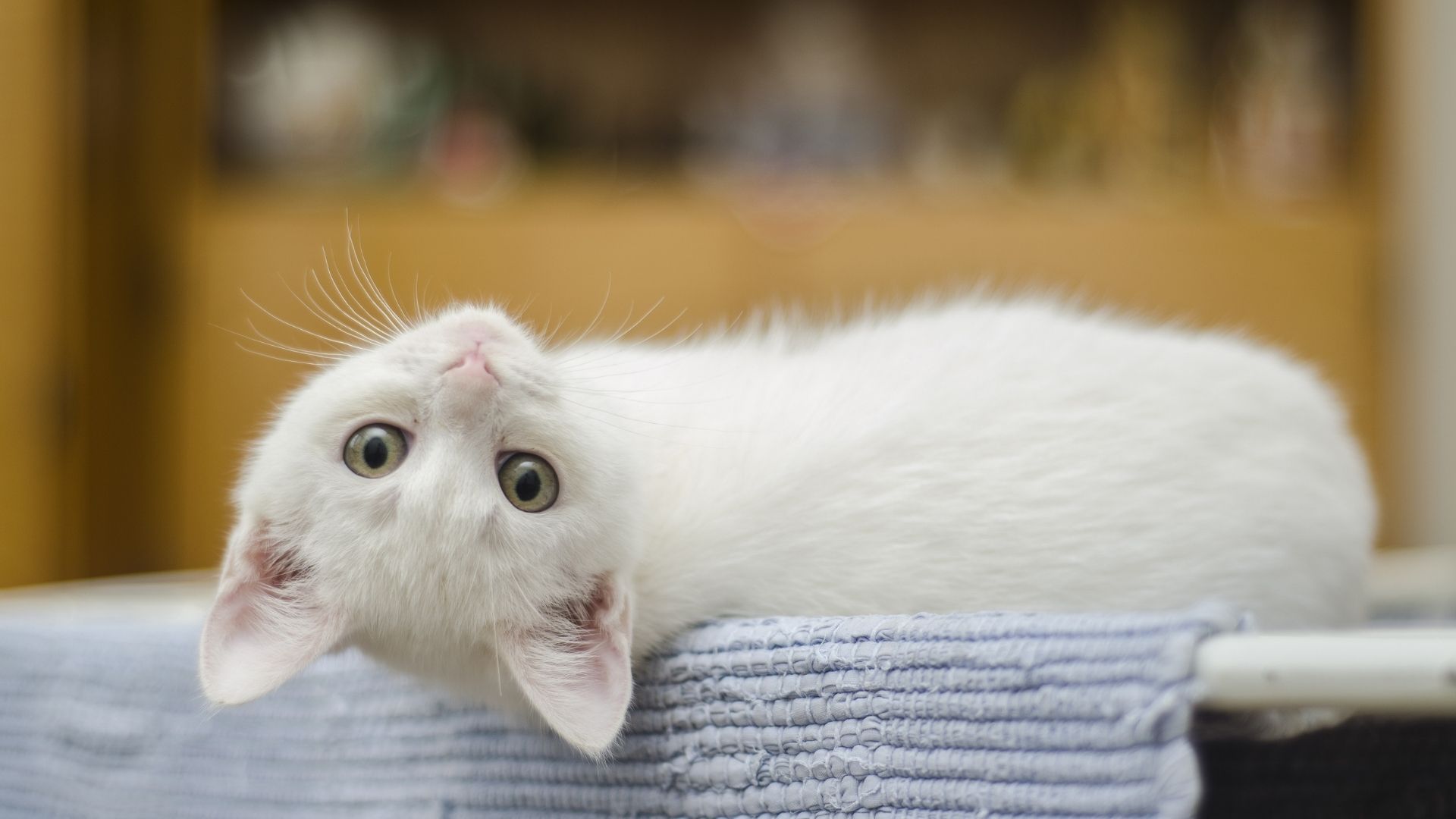 Information On Why Your Cat May Be Stressed