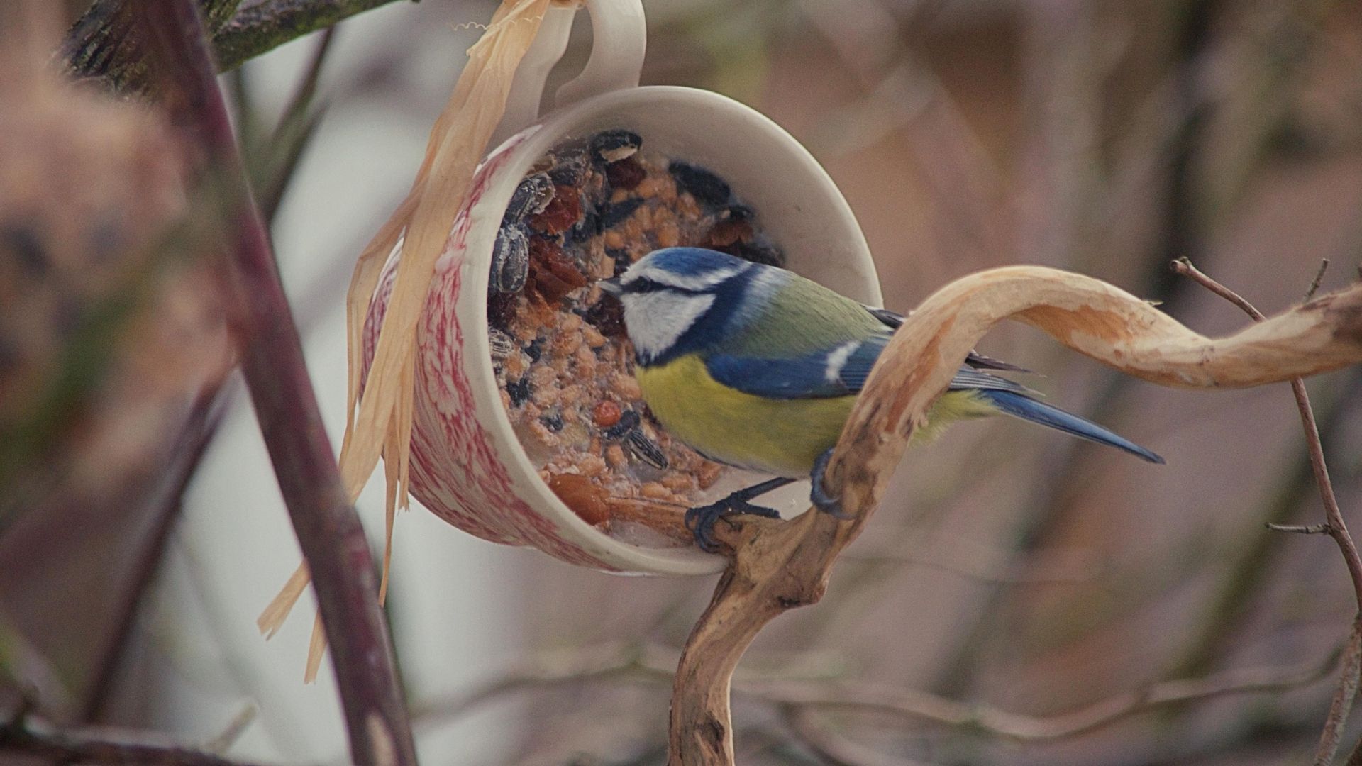 How To Make Wild Life Treats