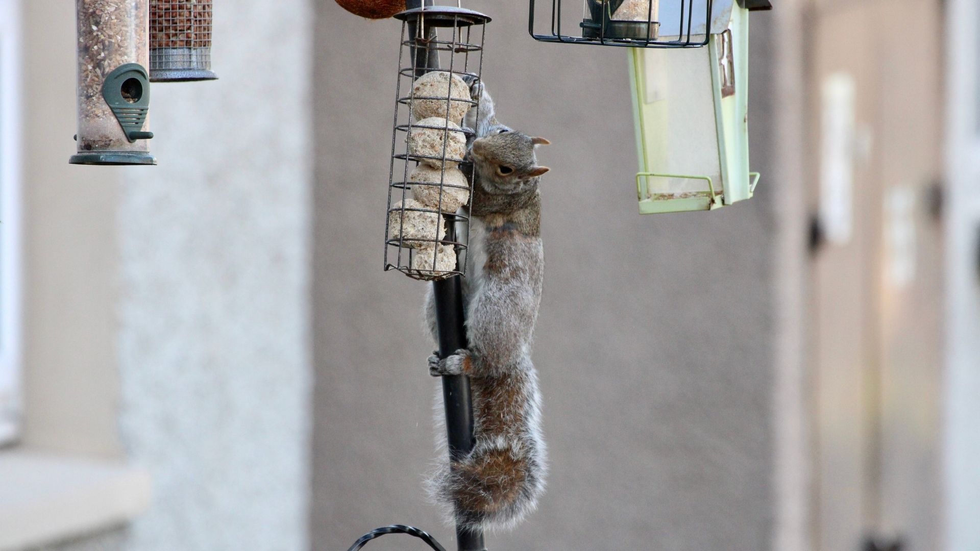 How To Prepare Wild Life Treats