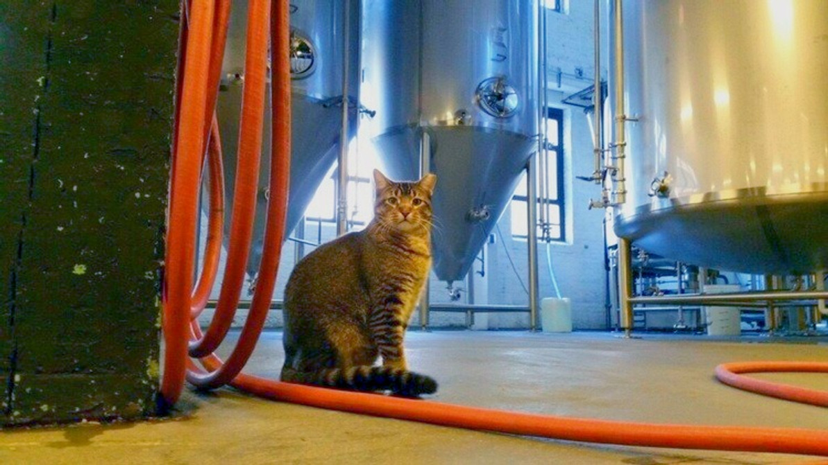 Cats in Your Brewery? Watch Out For an FDA Audit