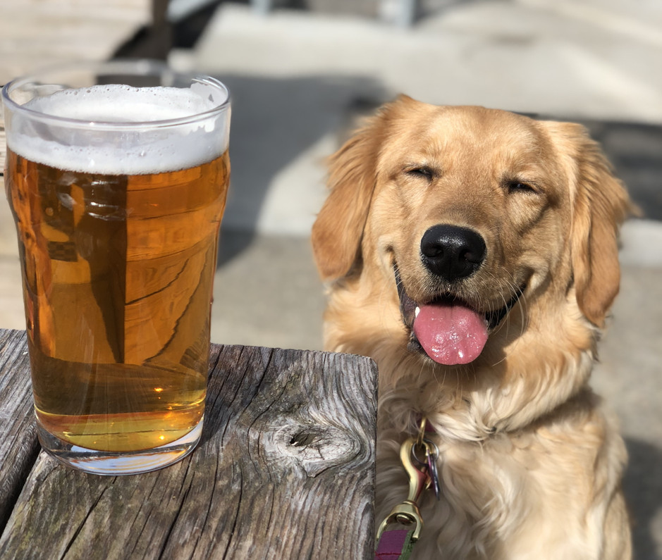 are hops safe around dogs