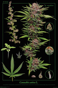 CANNABIS SATIVA poster, 24x36 inches, showcasing BOTANICAL DETAILS, green leaves, and purple flowers on black background.