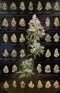 Dank Nugs POSTER IS 24X36 INCHES, vibrant cannabis poster with detailed flower illustrations and labels.