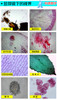 220V 3MP 15X~1500X LED Light Illuminant Digital Biological Microscope with 5.6" LCD Screen