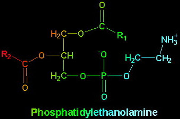 Phosphatidylethanolamine - 1 Year Supply!