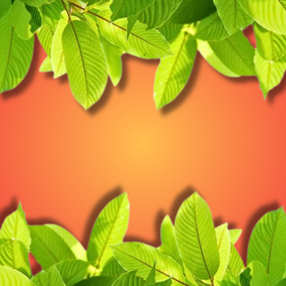 Super Speciosa Red Vein Kratom