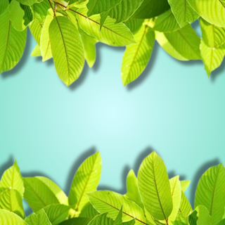 Super Speciosa Kratom Extracts
