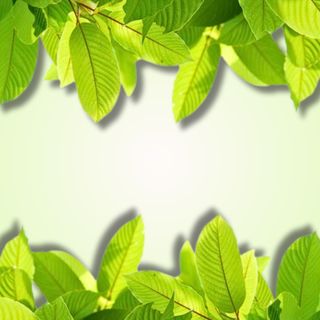 Super Speciosa White Vein Kratom