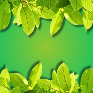Super Speciosa Green Vein Kratom