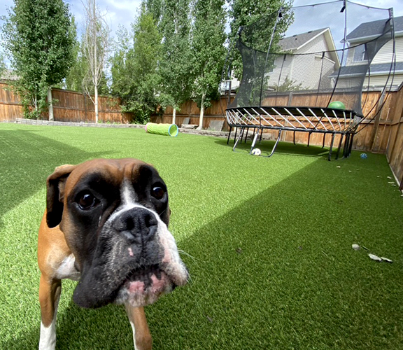 Pet Friendly Synthetic Turf