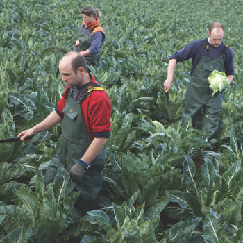 Guy Cotten Barossa Green Bib & Braces, in a field