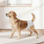 Disposable Dog Diapers, Super Absorbent Female Dog Diapers, 360?° Leak-Proof Female Doggy Pet Diape E415-CWNBZNKMG144DSR9E001V0
