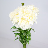 50cm Cream Carnations Bunch 50cm Cream Carnations Bunch