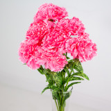 50cm Pink Carnations Bunch 50cm Pink Carnations Bunch