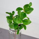 A Green Peppermint Leaf Spray A Green Peppermint Leaf Spray