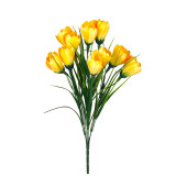 A Yellow Crocus Bunch. A Yellow Crocus Bunch.
